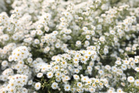 Foto de Cortador blanco fresco Campo de flores - Imagen libre de derechos