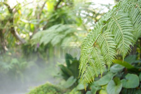Foto de Lush green fern delicate leaves texture - Imagen libre de derechos