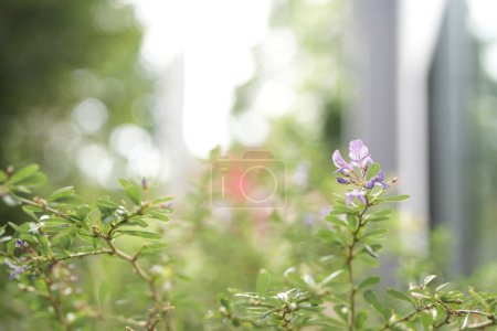 Téléchargez les photos : Antidesma acidum violet fleur gros plan - en image libre de droit