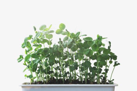 Photo for Pea shoots sprouts white isolated - Royalty Free Image