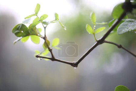 Foto de Lignum vitae, Kaeo chao chom tree leaves macro closeup - Imagen libre de derechos