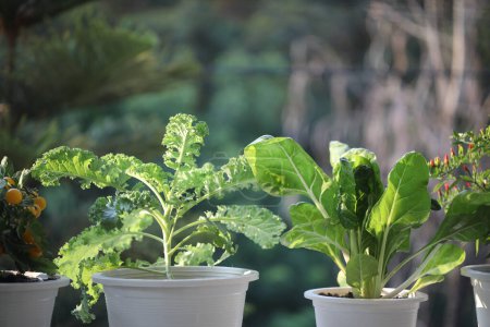 Growing Vegetables in white pots on the balcony home growth vegetables