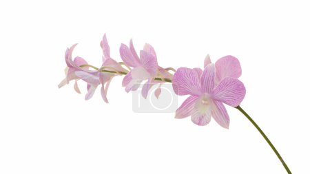 Orchid Dendrobium sp en blanco aislado