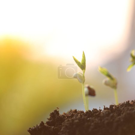 kleine Pflanze Bäumchen wachsenden Baum sprießen Makro Nahaufnahme