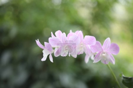 Orchid Dendrobium sp pink flower
