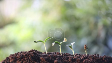 Photo for Pumpkin sprout growing under sunlight macro close up small plant planting - Royalty Free Image