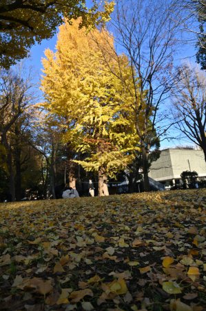 Foto de Tokio, Japón - 13 de diciembre de 2022: Tokio en la temporada de otoño - Imagen libre de derechos