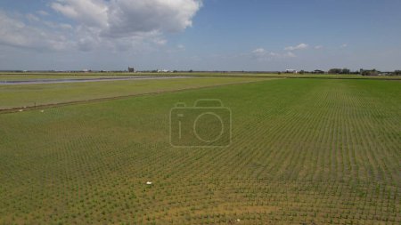 Sekinchan, Malaysia  February 12 2024: Aerial View of Sekinchan Village and Rice Fields