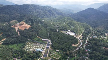 The Gaharu Tea Valley of Ipoh, Malaysia
