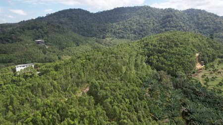 Das Gaharu Tea Valley von Ipoh, Malaysia