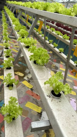 Red and Green Coral Vegetable Salads in Hydroponics