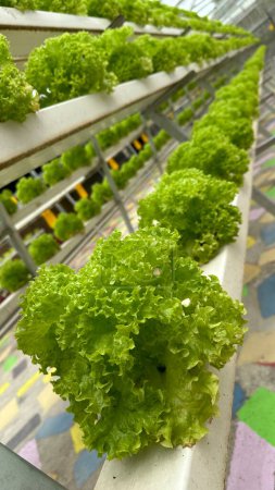 Red and Green Coral Vegetable Salads in Hydroponics