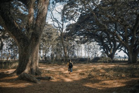 Foto de Un turista estaba caminando en el área de la selva tropical de Djawatan en Banyuwangi, Indonesia. - Imagen libre de derechos