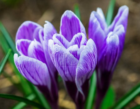 Téléchargez les photos : Purple crocus flowers in spring.  Harvest collection season - en image libre de droit