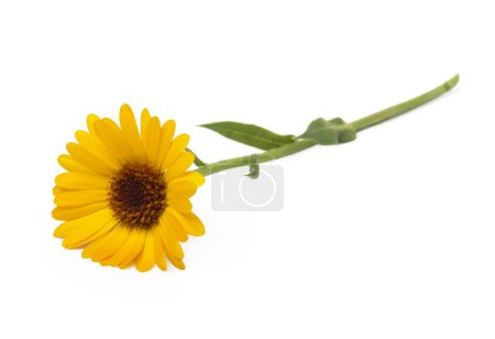 Téléchargez les photos : Calendula. Marigold fleurs avec des feuilles isolées sur blanc - en image libre de droit