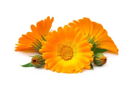 Téléchargez les photos : Calendula. Marigold fleurs avec des feuilles isolées sur blanc - en image libre de droit