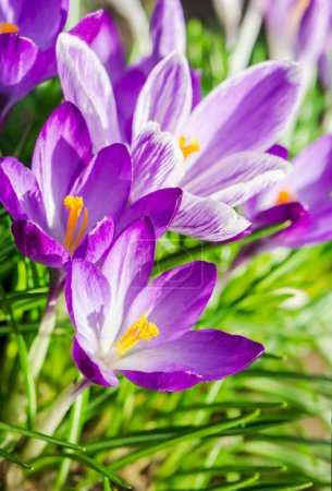 Foto de Flores de cocodrilo púrpura en primavera. Temporada de recolección de cosecha. Enfoque selectivo - Imagen libre de derechos