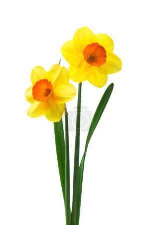 Photo for Spring floral border, beautiful fresh daffodils flowers, isolated on white background. Selective focus - Royalty Free Image