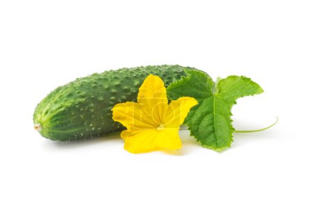 Téléchargez les photos : Concombre vert frais avec des feuilles et des fleurs légumes naturels aliments biologiques isolés sur fond blanc. - en image libre de droit