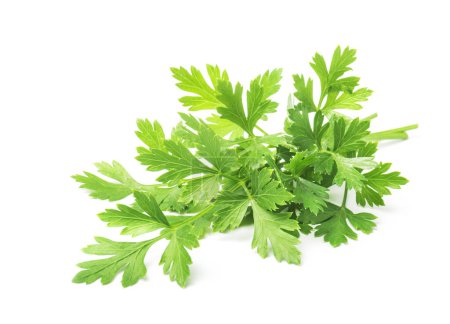 Photo for Green parsley leaves isolated on white background - Royalty Free Image
