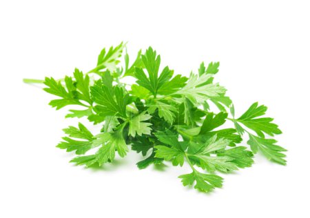 green parsley leaves isolated on white background