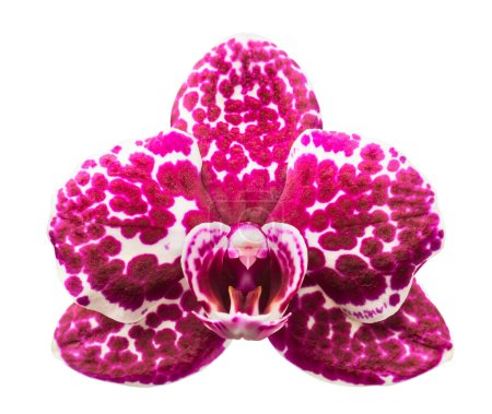 Téléchargez les photos : Fleur d'orchidée rayée rose, isolée - en image libre de droit