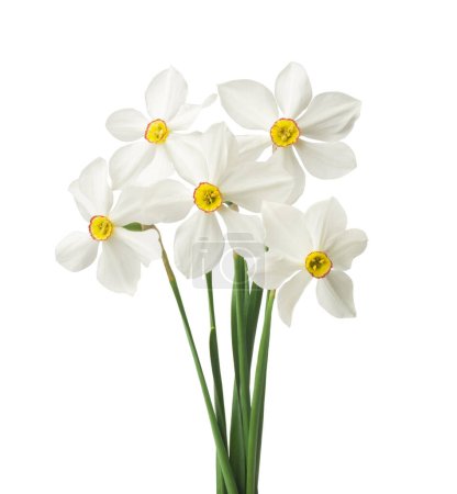 Téléchargez les photos : Bordure florale printanière, belles fleurs de jonquilles fraîches, isolées sur fond blanc
. - en image libre de droit