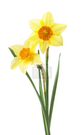 Photo for Yellow daffodil isolated on a white background - Royalty Free Image