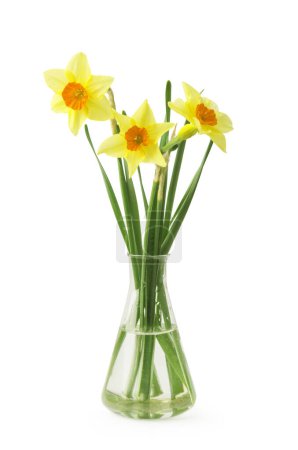 Photo for Yellow daffodil in a glass vase on a white background. - Royalty Free Image