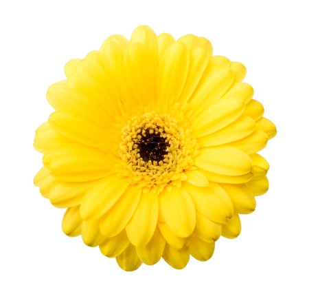 Photo for Daisy Gerbera Flower on white - Royalty Free Image