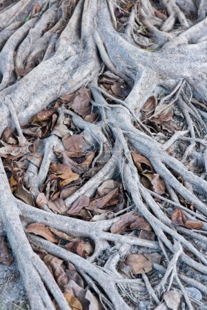 Foto de Vertical shot of the roots of a tall, majestic tree firmly rooted in the ground and a bed of dry leaves around in the Mexican forest - Imagen libre de derechos