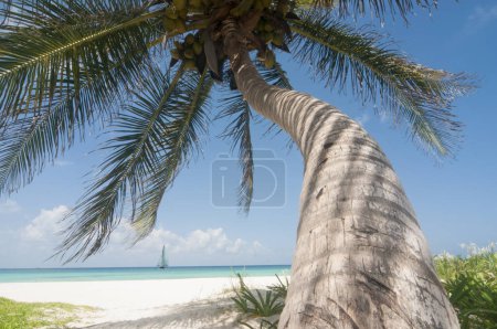 Téléchargez les photos : Cocotier sur une plage déserte de sable blanc tropical avec un voilier à l'horizon dans les Caraïbes - en image libre de droit
