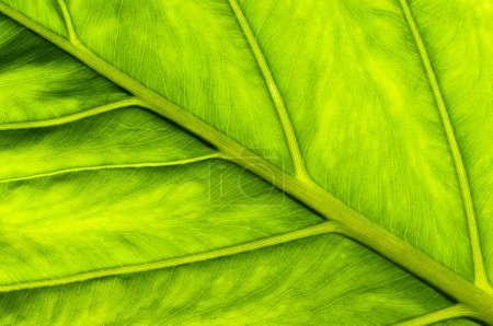 Macro Shot of Colomo Leaf Nature's Detail in Green. Plant background