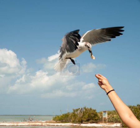 Foto de Gaviota en vuelo agarra comida con su pico de las manos de una mujer con el brazo levantado en la playa desierta de la isla Holbox en México - Imagen libre de derechos