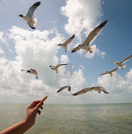 Foto de Una mujer ofrece pan a una gaviota en el mar abierto de la isla Holbox. El cielo azul y el horizonte se fusionan, creando una escena impresionante. Un momento de convivencia pacífica durante un viaje a los trópicos. - Imagen libre de derechos