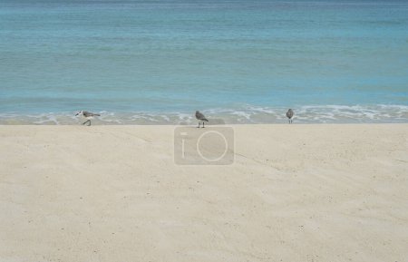 Three small seabirds walk along the shoreline looking for food in the sand at a tropical beach in Mexico, in the background the Caribbean Sea