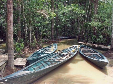 Foto de Canoas en reposo a lo largo del Río Madre de Dios en el sureste del Perú. Barcos como estos son un pilar de la economía fluvial de la mayor parte del río Amazonas y su afluente. - Imagen libre de derechos