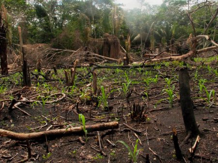 Foto de Bosque lluvioso parcialmente despejado en una granja de subsistencia a lo largo del río Madre de Dios, un afluente de la Amazonía. - Imagen libre de derechos