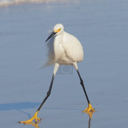 Snowy Egret (Egretta thula) struts along a beach while hunting for a meal out of the Atlantic ocean