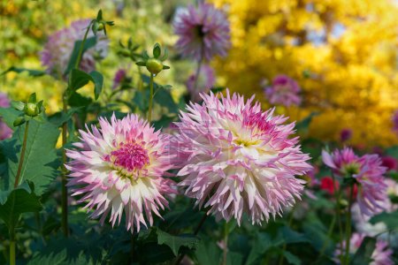 Close-up on two fimbriated Dahlia blossoms. The petals are white with pink edges. Other Dahlias and Autumn colored trees in the background.