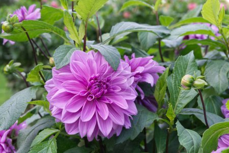 Close-up on a decorative Dahlia blossom in lilac color between leaves and buds. Daylight, outdoor. Dahlia named Lilac Time.