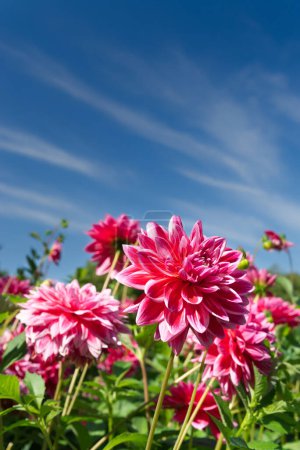 Téléchargez les photos : Pink decorative Dahlia blossoms with white edges in a garden under sunlight. Blue sky, copy space. Dahlias named Canby Centennial. - en image libre de droit