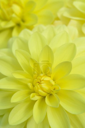 Foto de Close-up on a yellow decorative Dahlia blossom named Cottbuser Postkutscher. - Imagen libre de derechos