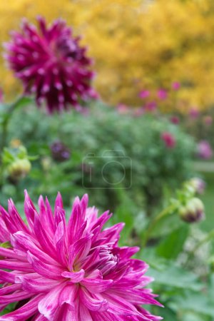 Close-up on a magenta miscellaneous Dahlia. Vegetation, Dahlias and Autumn trees in the background. Dahlia named Vancouver.