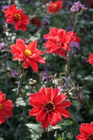 Dahlia roja escarlata de una sola flor florece con pistilos amarillos. Corolas semi-dobles con follaje oscuro. Luz del día, Verbena púrpura entre las dalias. Dalias nombrado: Obispo de Llandaff.
