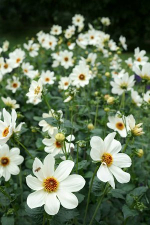 Foto de Primer plano de dos flores blancas de una sola flor de Dahlia y una abeja. Mismas flores y follaje en el fondo. Dahlias llamado Atlantis. Jardín, luz del día. - Imagen libre de derechos