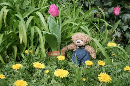 Photo for A Teddy bear standing in a garden by a flower pot with a tulip. Yellow Dandelion flowers scattered around the grass. - Royalty Free Image