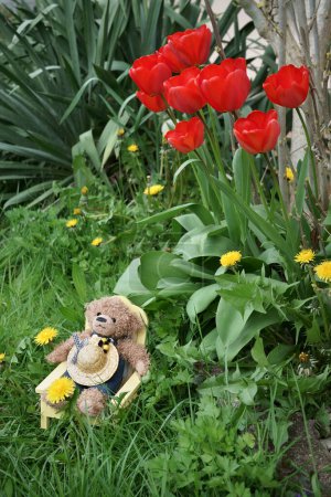 Photo for Teddy bear with an overall and a straw hat is sitting on a deck chair in a garden. Yellow Dandelion flowers around him. Red tulips in the background. - Royalty Free Image