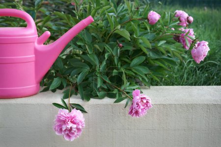 Ein Pfingstrosenstrauch mit rosa Blüten an einer Wand. Eine rosa Gießkanne neben den Blüten an der Wand. Garten. Tageslicht.
