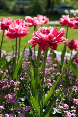 Double-flowered tulips in raspberry-pink color with white edges under sunlight in a garden. Tulips named Columbus.